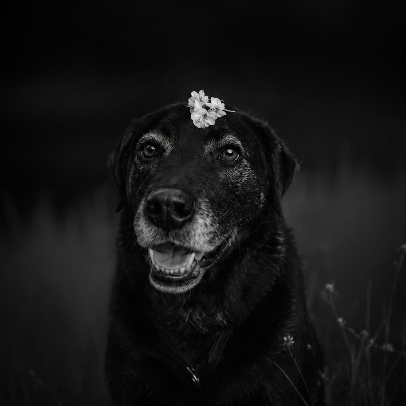 Nala, der Hund von Louise und Pascal